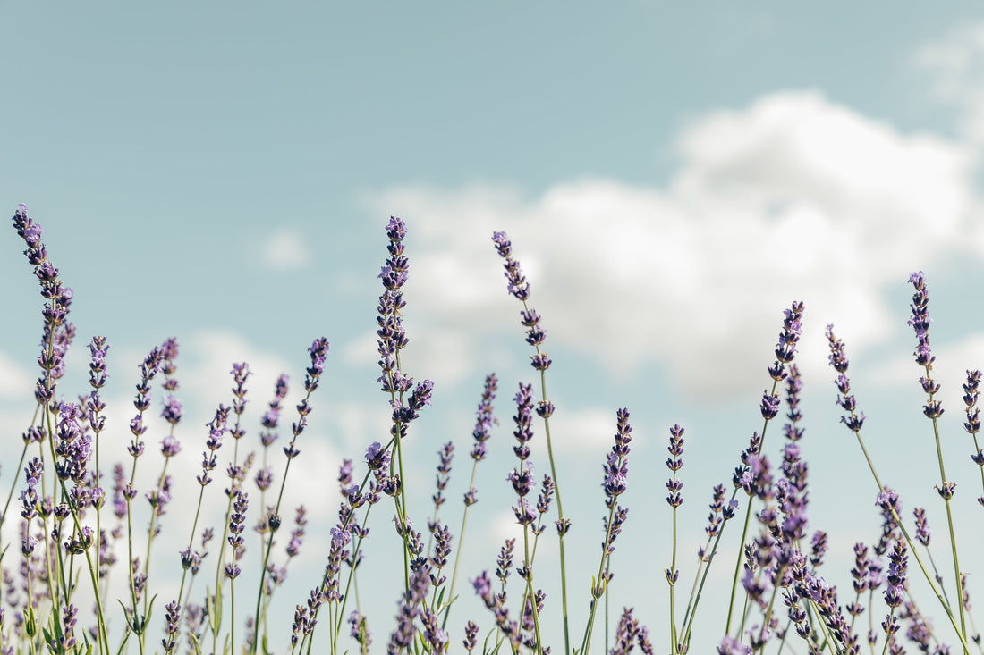 The Benefits of Using Essential Oil Blends for Relaxation